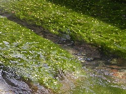 20040909samegai s011.jpg